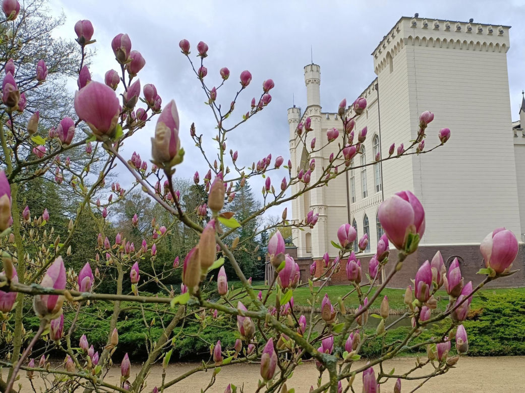 Magnolia zakwitła szybciej niż zwykle! Przyrodnicy wskazują jeden powód