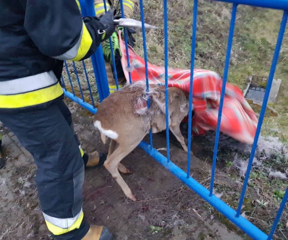Sarna utknęła w barierce