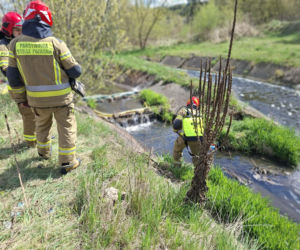 W Starachowicach doszło do zanieczyszczenia rzeki Kamiennej