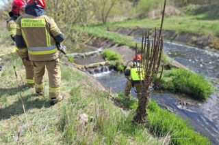 W Starachowicach doszło do zanieczyszczenia rzeki Kamiennej