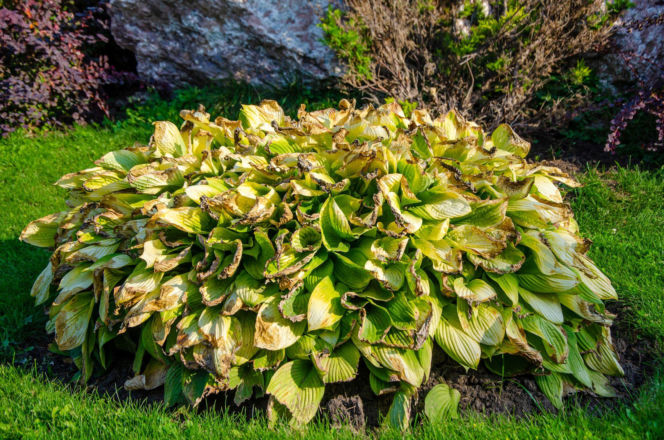 Hosta w upały