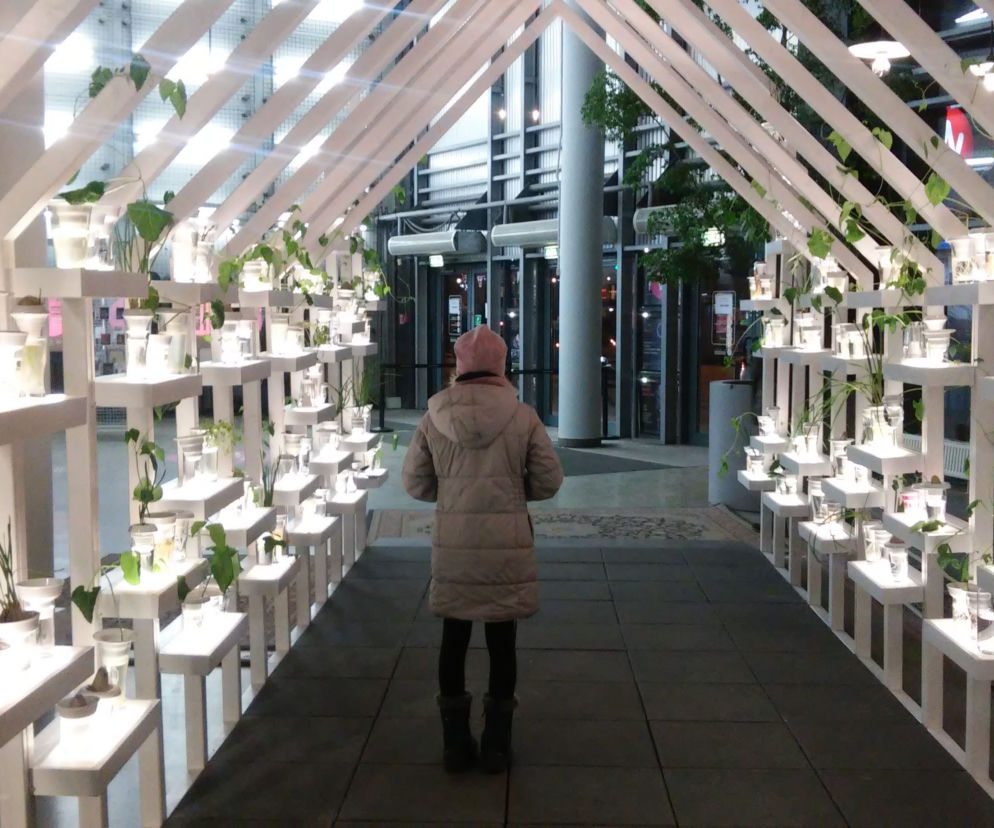 Plantacja jest w Nowych Horyzontach od połowy grudnia