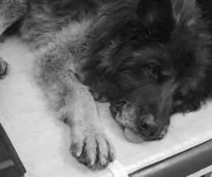 Interwencja TOZ w Dąbrowie Górniczej. Skatowany pies nie przeżył