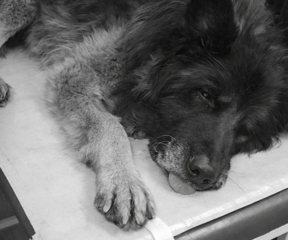 Interwencja TOZ w Dąbrowie Górniczej. Skatowany pies nie przeżył