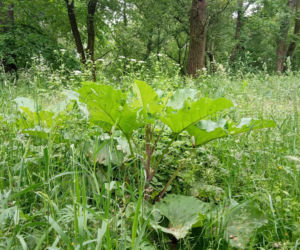 Park Rzeczny Wilga