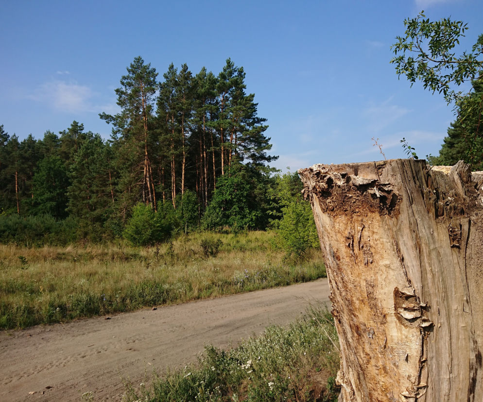 Trzeci, najwyższy stopień zagrożenia pożarami w lubuskich lasach