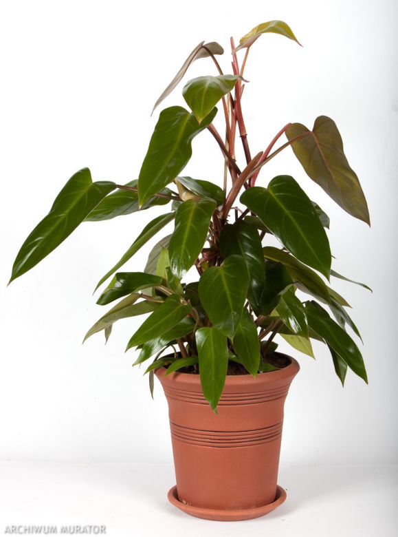 Filodendron