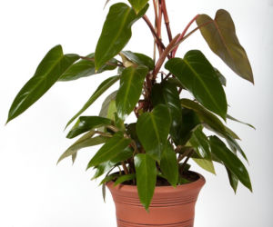 Filodendron