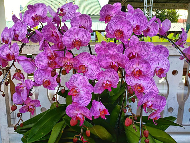 Storczyki najpiekniejszymi kwiatami doniczkowymi