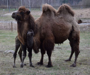 W poznańskim zoo urodził się mały wielbłąd.