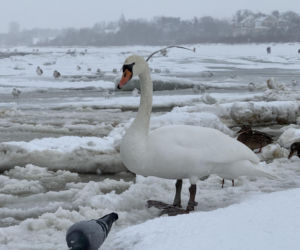 Bałtyk zimową porą, uchwycony w kadrach