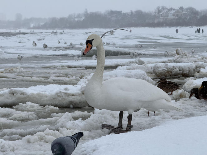 Bałtyk zimową porą, uchwycony w kadrach