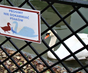 Łabędzica wysiaduje cztery jaja! Uroczy widok w Parku Strzeleckim. Mamy zdjęcia!