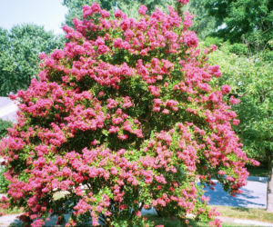Zapomnij o hortensji. Ten krzew kwitnie nieprzerwanie przez długie miesiące i jest znacznie bardziej odporny na upały