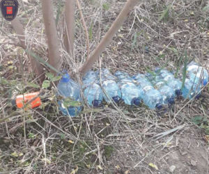 Łódź. Sprawdzali, kto wylewa ścieki do rzeki, znaleźli ogromne krzaki marihuany