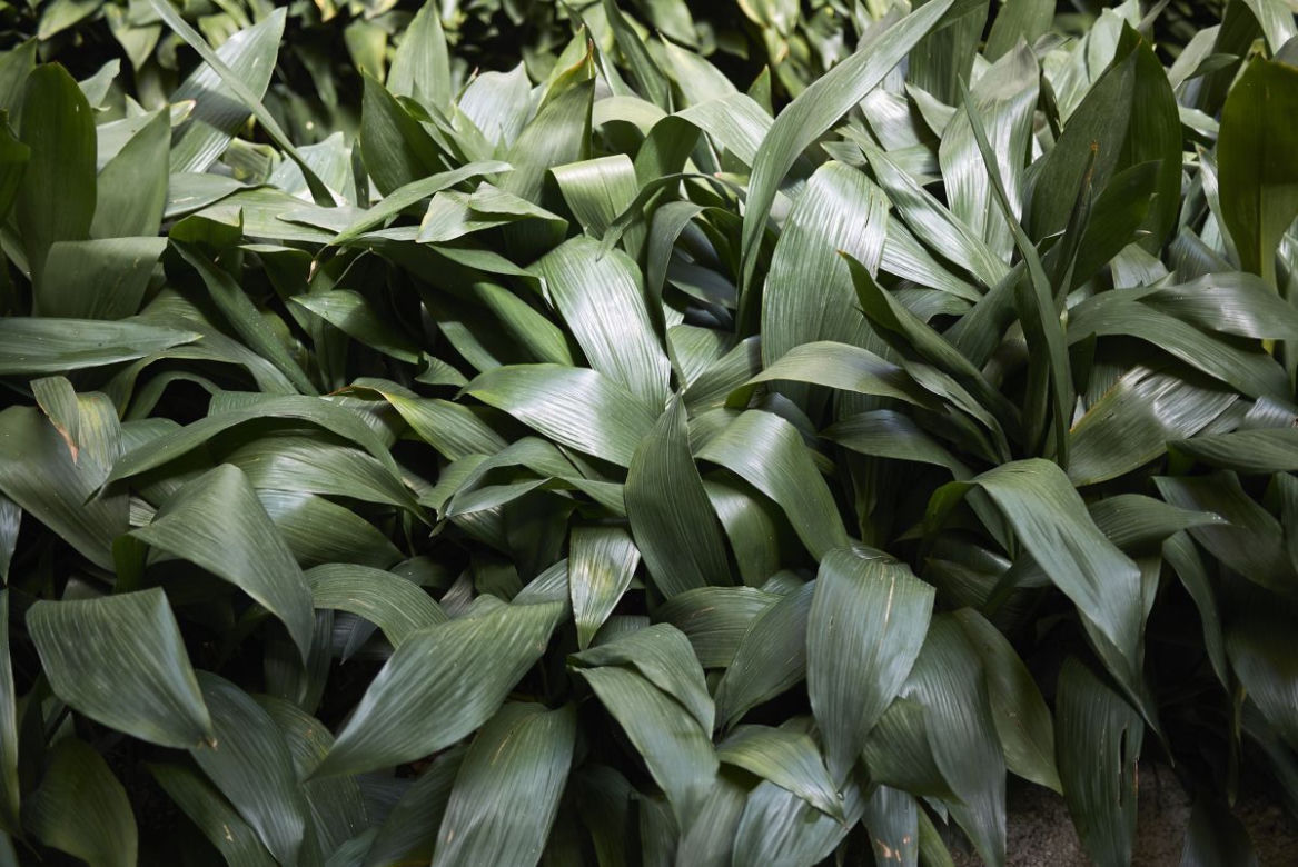 Aspidistra wyniosła