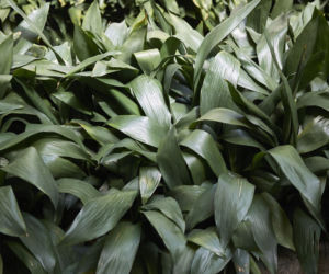 Aspidistra wyniosła