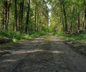 Nowe linie autobusowe z Grodziska Mazowieckiego do Puszczy Kampinoskiej. Na miejsce pojedziesz z rowerem