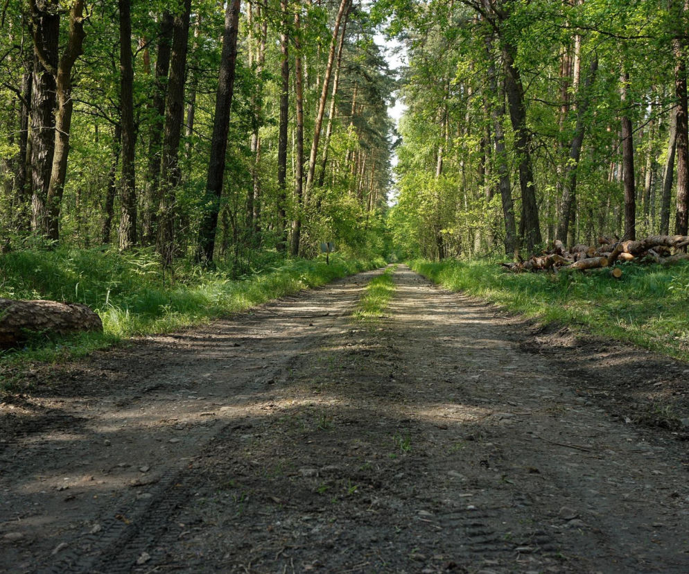 Nowe linie autobusowe z Grodziska Mazowieckiego do Puszczy Kampinoskiej. Na miejsce pojedziesz z rowerem