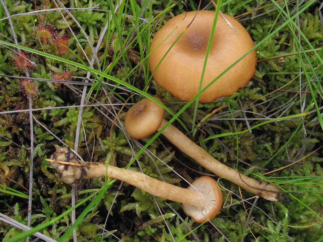 Podopieńka torfowiskowa