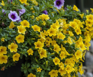 Calibrachoa w kolorach tęczy – jak pielęgnować milion dzwonków?