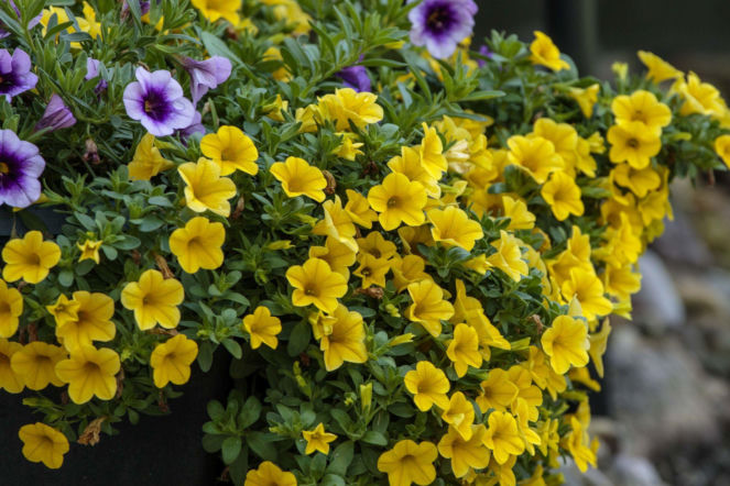 Calibrachoa Million Bells