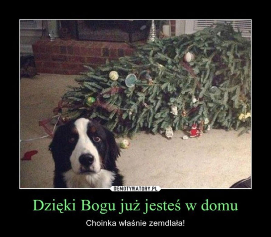 Śmieszne obrazki, które rozbawią każdego
