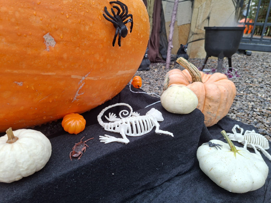 Oto najbardziej halloweenowy dom w Świętokrzyskiem!