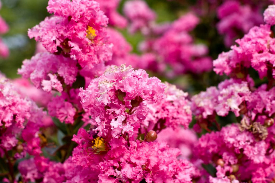 Lagerstremia indyjska