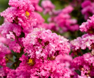 Lagerstremia indyjska