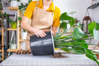 Przesadzanie strelicji