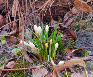 Pierwsze krokusy w Szczecinie