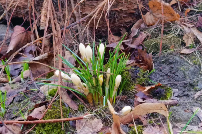 Pierwsze krokusy w Szczecinie