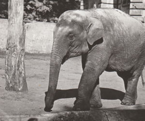 Zoo we Wrocławiu ma już 155 lat