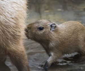 We wrocławskim zoo urodziły się kapibary