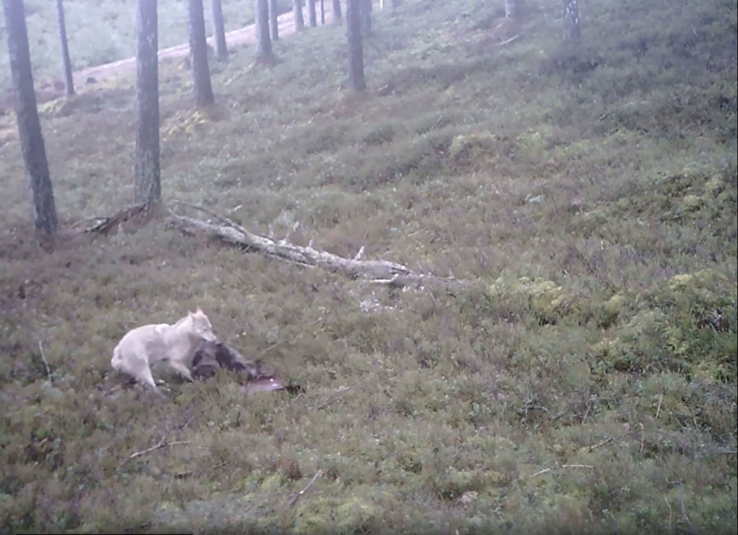 Biały wilk i jego ofiara uchwycone przez kamerę. Fascynujące nagranie z Pomorskiego [ZDJĘCIA]
