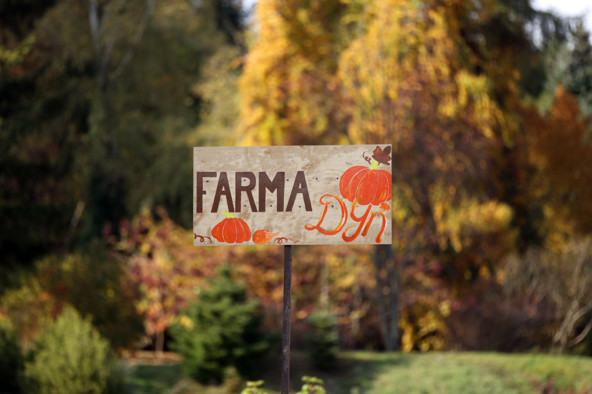 Farma dyń w Lublinie