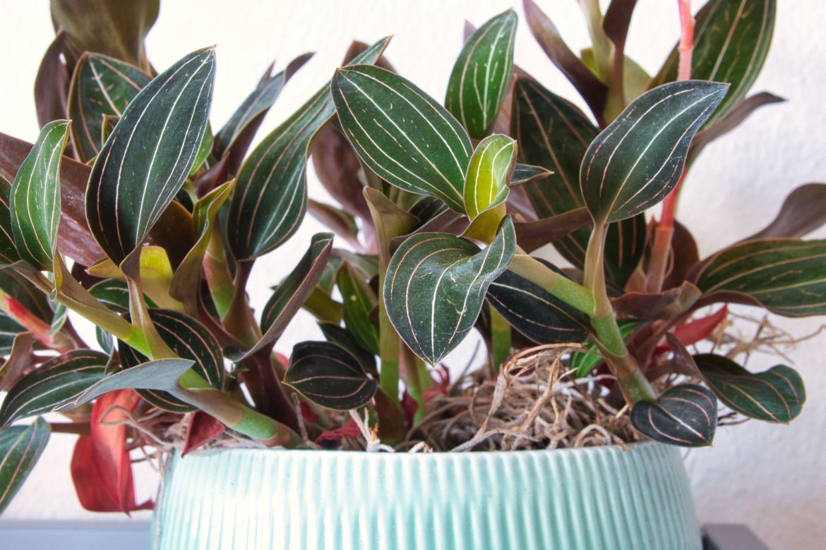 Ludisia discolor