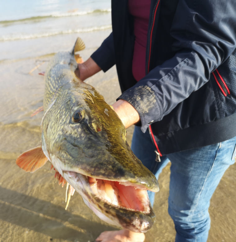 Szczupak GIGANT w Świnoujściu. Syn wędkarza uratował mu życie! 