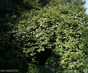 Aktinidia pstrolistna 