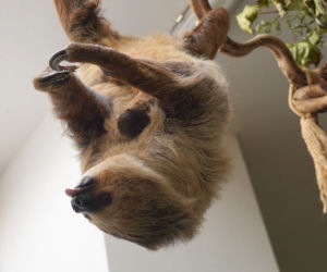 We wrocławskim zoo urodził się pierwszy leniwiec