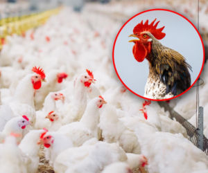 Groźna choroba sieje grozę w Niemczech. W Polsce odnotowano pierwsze ogniska