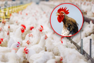 Groźna choroba sieje grozę w Niemczech. W Polsce odnotowano pierwsze ogniska