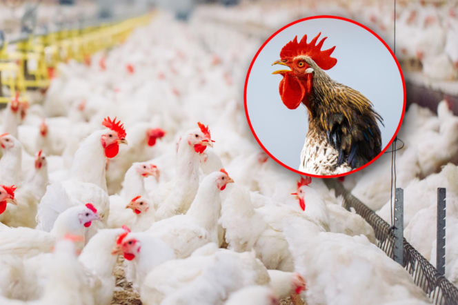 Groźna choroba sieje grozę w Niemczech. W Polsce odnotowano pierwsze ogniska