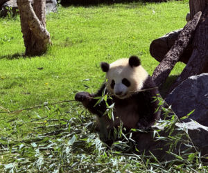 Pandy ZOO Berlin