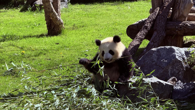 Pandy ZOO Berlin