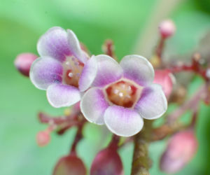 Karambola