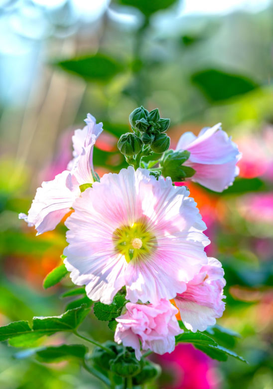 Malwa różowa (Alcea rosea)