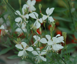 gaura