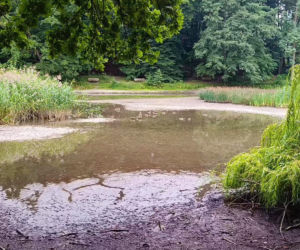 Wyschnięty Staw Wędkarski w Szczecinie